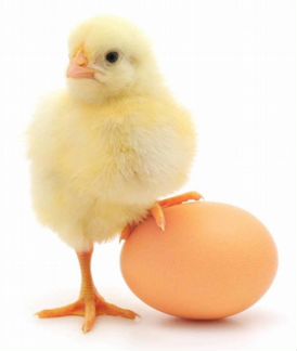 Цыплята и инкубационное яйцо куриное