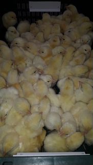Продажа суточных цыплят бройлеров