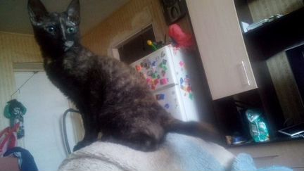Кошка породы Сфинкс Браш,ищет котика для вязки