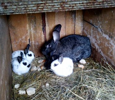 Продам кроликов и крольчат