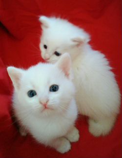 Котята белые Ангора