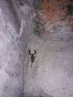 Крымский скорпион