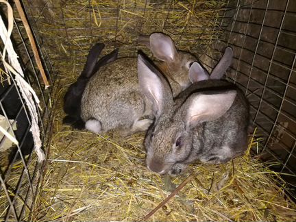 Кролики породы Серый гигант и Серебро