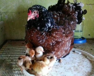 Ливенская ситцевая наседка с цыплятами