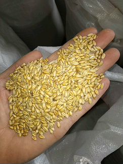 Пшеница, ячмень, зерносмесь