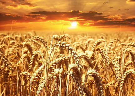 Пшеница, суржа