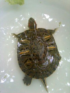 Красноухая черепаха 13см