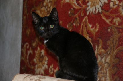 Черные котятки (мальчик и девочка)