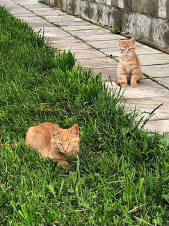 Два рыжих котика