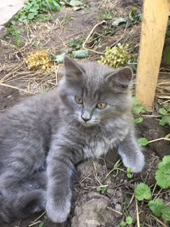 Котёнок от русской голубой кошки