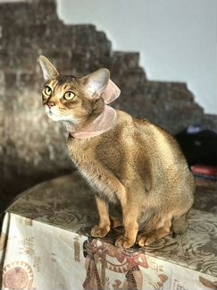 Абиссинская кошка в дар