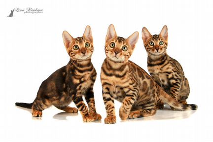 Клубные котята бенгалы