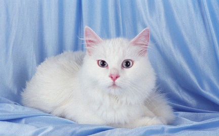 Голубоглазый котик