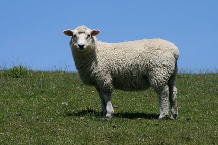 Продам овечку суягная