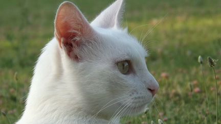 Белый кот-подросток