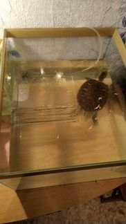 Красноухую черепаху с аквариумом