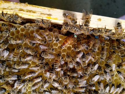 Пчелиные матки породы Бакфаст