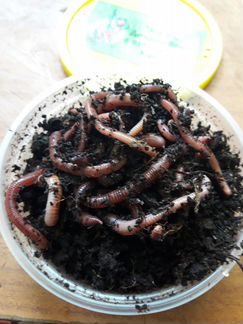 Выращивание червей для рыбалки в домашних условиях