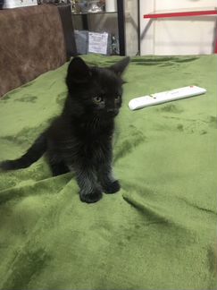 Чёрный котик, приучен к лотку, ищет любящее сердце