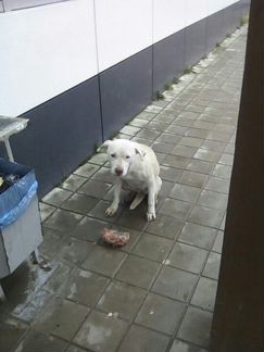 Бездомная собака