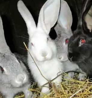 Кролики возраст 3 мес и 1 месяц