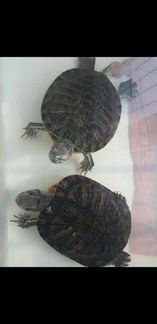 Черепахи красноухие