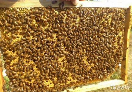 Продаю пчел