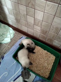 Готовятся к продаже тайские котята 2 мальчика и де