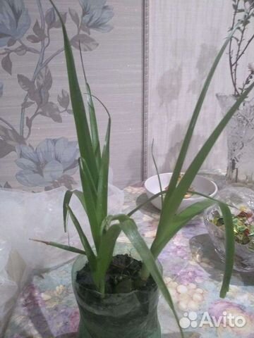 Индийский лечебный лук