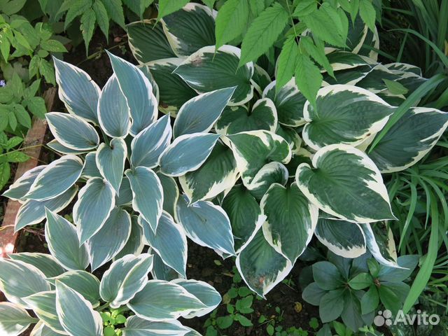 Цветы. Хосты