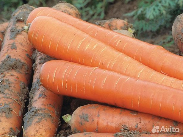 Морковь Витаминная 6 Описание Сорта Фото Отзывы