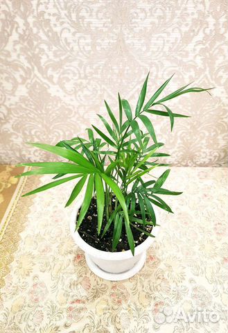 Тростниковая пальма Хамедорея