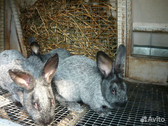Мини-ферма для кроликов купить на Зозу.ру - фотография № 3