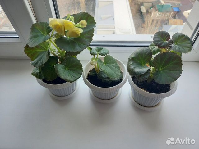 Бегония Элатиор