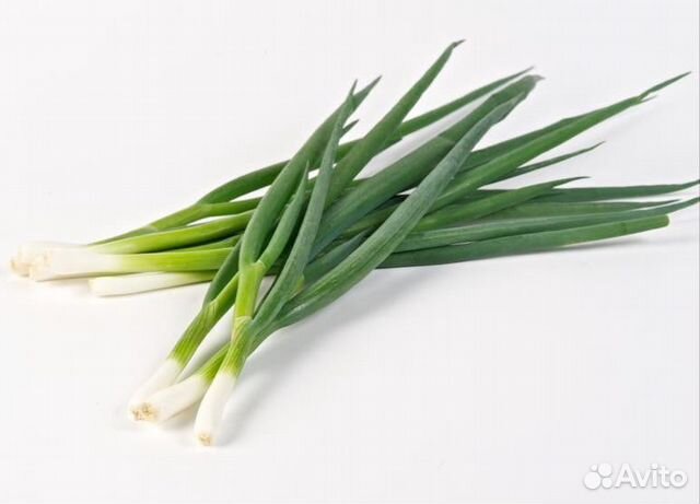 Семена Лука 