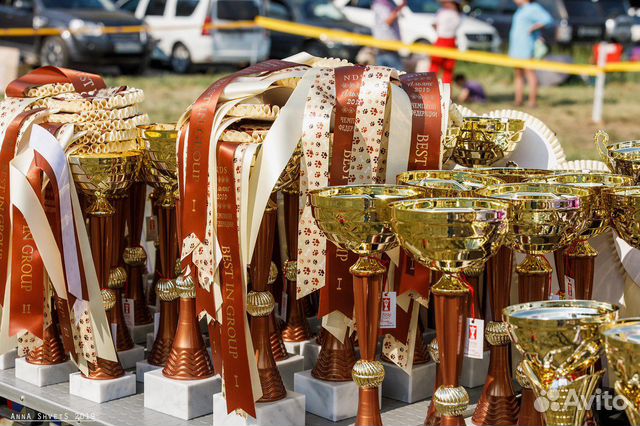 Выставка,собаки,все классы-Зеленоград 9,09, 2023