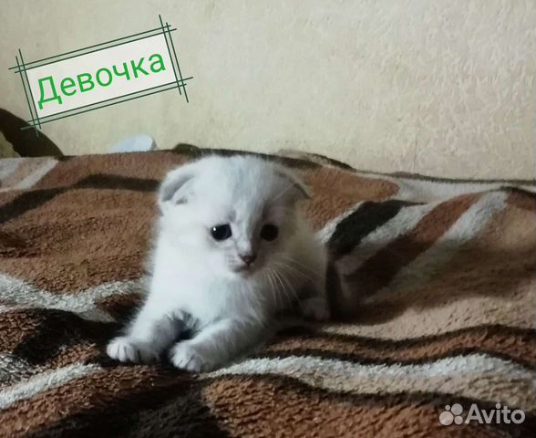 Кошки