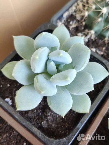 Суккуленты Эхеверия