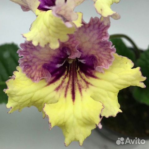 Стрептокарпус UA - Златогор