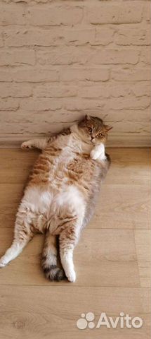 Передержка Кошек и Котят