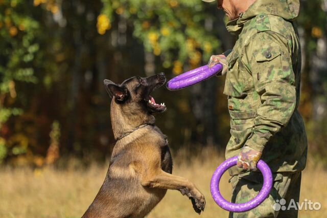 Дрессировка собак