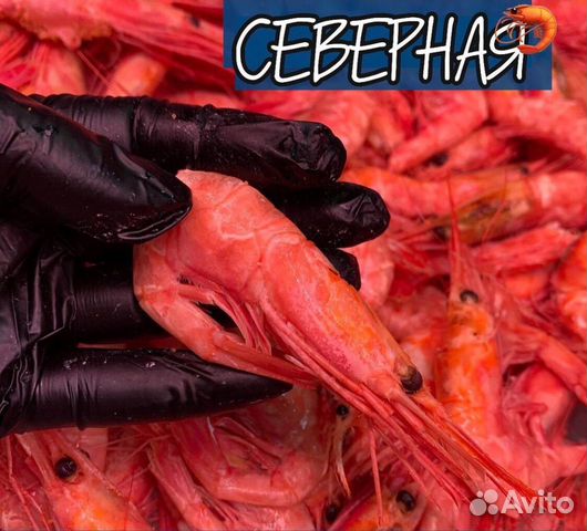 Северная креветка