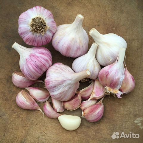 Семена озимого чеснока Шадейка