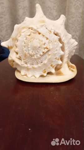 Ракушка морская большая