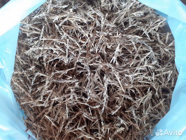 Солянка холмовая