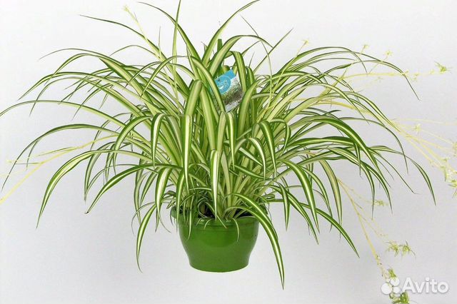 Хлорофитумы