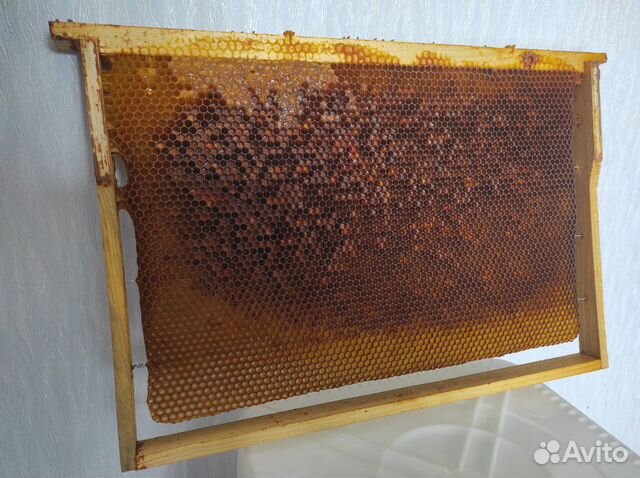 Сушь для пчел