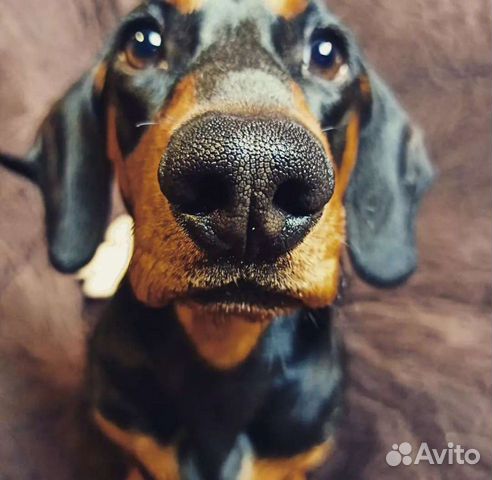 Такса вязка