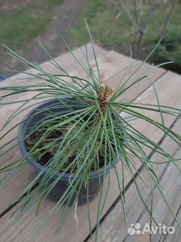 Кедр корейский (сосна кедровая корейская)