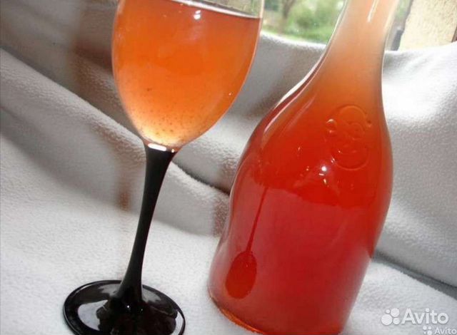 Винный гриб